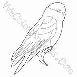 Galah Coloring Pages Click sketch template
