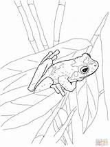 Coloring Frog Pages Frogs Tree Printable Colouring Eyed Red Coqui Green Stadium Adult Drawing Adults Choose Board Comments Popular Getdrawings sketch template