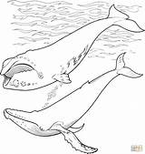 Humpback Arctic Baleine Whales Malvorlagen Requin Wale Supercoloring Frais Designlooter sketch template