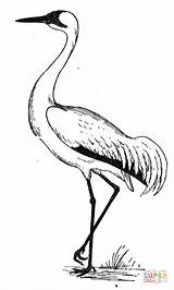 Coloring Crane Pages Bird Printable Kranich Kids Drawing Animal Color Malen Ausmalen Ausmalbilder Zeichnen Drawings Da Print Silhouettes sketch template