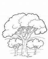 Coloring Tree Trees Jungle Pages Forest Leaves Rain Printable Drawing Getdrawings Library Clipart Popular Comments sketch template