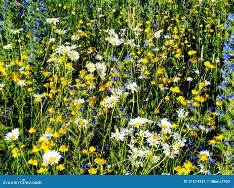 steppe flowers stock image image  wild brightly july
