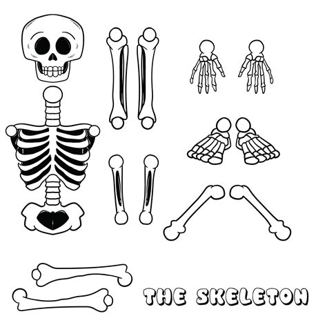 large printable skeleton template     printablee
