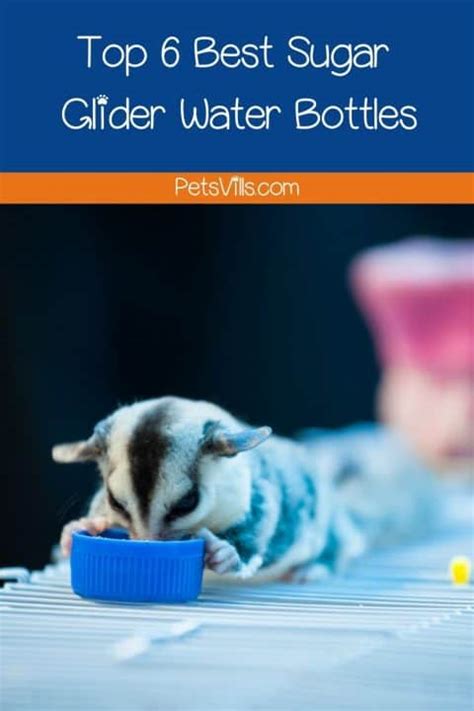 sugar glider water bottles  reviews