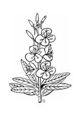 Rosebay Willowherb Fireweed Louro Rododendro sketch template