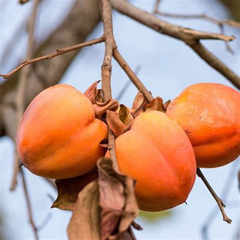 pin  fruit nut trees