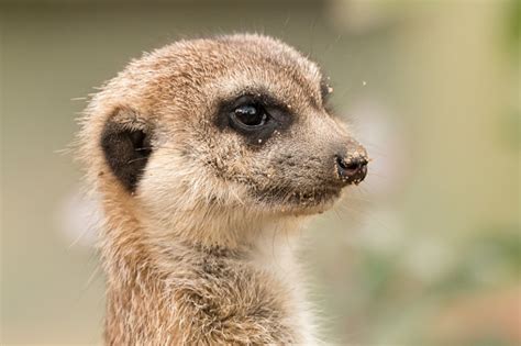 portrait  meerkat  sand  nose stock photo  image  animal animal body