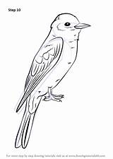 Eastern Kingbird Draw Step Drawing Tutorials Birds Animals Drawingtutorials101 sketch template