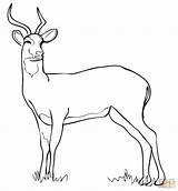 Antelope Kob Uganda Coloring Pages Color Categories sketch template