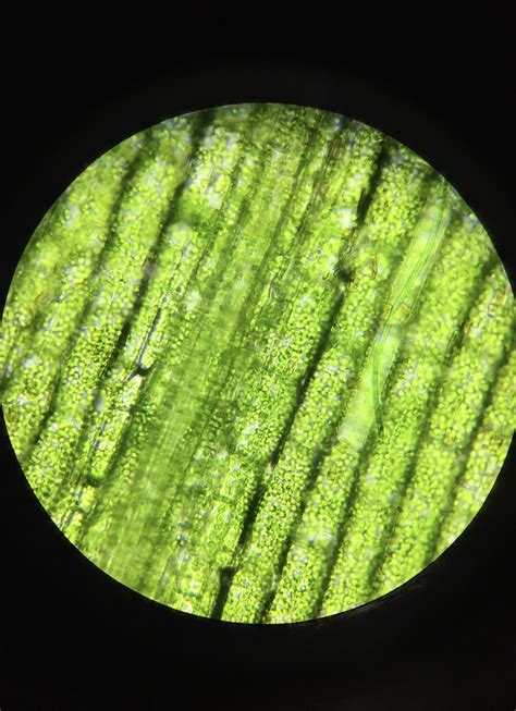 plant cells   microscope rmicroporn