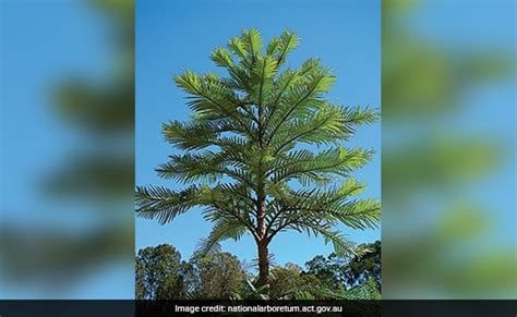 tree thought   extinct  million years   grown  australia