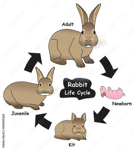 rabbit life cycle diagram  xxx hot girl