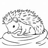 Hedgehog Coloring Drawing Pages Outline Hedgehogs Animal Color Baby Clipart Line Da Kids Sheets Animals Easy Cute Printable Print Clip sketch template