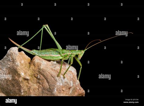 predatory bush cricket  spiked magician saga pedo  black background montpellier