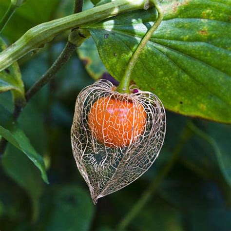 grow  chinese lantern plant  pops  color taste  home