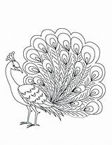 Peacock Coloring Pages Printable Paisley Feather Color Drawing Getcolorings Getdrawings Peacocks Kids sketch template