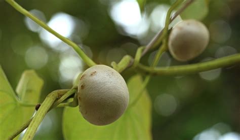 dioscorea bulbifera   grow  care  air potato