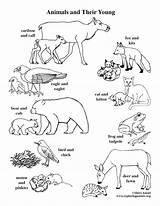 Animals Their Coloring Young Pages Babies Color Ones Animal Baby Exploringnature Food Pdf Mommy Printing Getdrawings Web sketch template