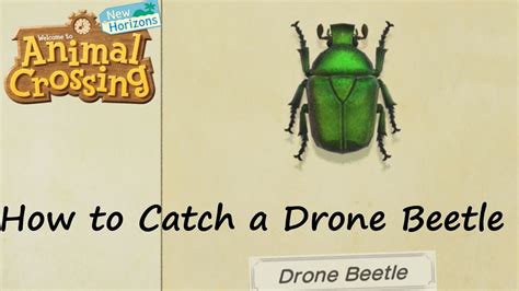 animal crossing  horizons   catch  drone beetle youtube