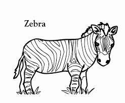 top   zebras coloring pages image  coloring pages  kids