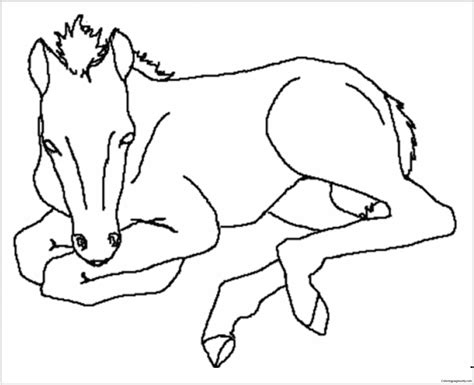 baby horses cute coloring page  printable coloring pages