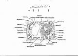 Pflanzenzelle Tier Pflanzen Unterschied Tierzelle Biologie Zelle Gutefrage sketch template