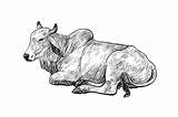 Brahman Resting Bull Cows Creativemarket sketch template