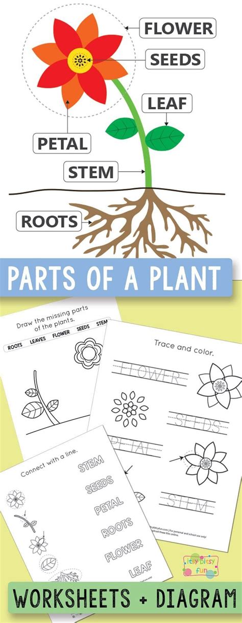 printable parts   plant worksheets plants worksheets plants
