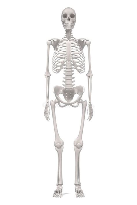 weibliches skelett stock abbildung illustration von knochen