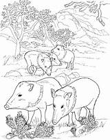 Coloring Javelina Pigs Wildschwein Waldtiere Peccaries Boar Malvorlage Supercoloring Malvorlagen Hog Peccary Kostenlos Sketch sketch template