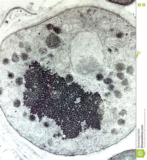 cel stock afbeelding image  kern microscopisch besmet