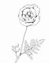 Coloring Dibujos Poppy Amapola Begonia Mohnblume Ausmalen Coquelicot Papoila Hellokids Orquidea Lirio Nature Poppies Natureza Tenemos sketch template