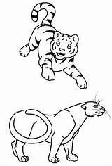 Mewarnai Harimau Tigers Tk Colornimbus sketch template
