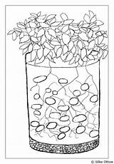 Ausmalbild Kartoffel Linas Pflanzen Eimer Ausmalen sketch template