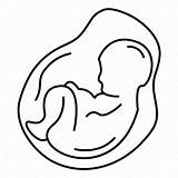 Womb Clipartmag Fetus sketch template