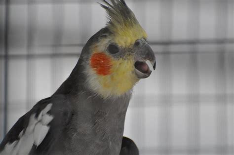 understanding  behavior   entertaining cockatiel bird eden