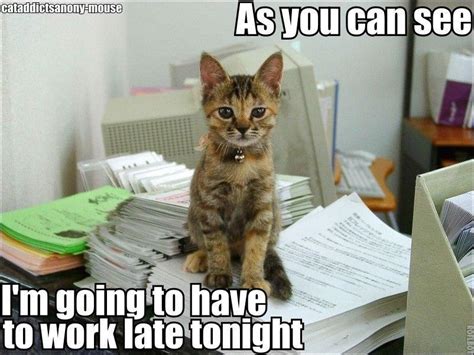 Working Hard Kitty Cats Funny Cats Funny Cat Pictures