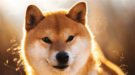 popular cute shiba inu names