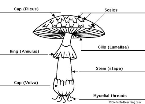 label  parts   mushroom parts   mushroom stuffed mushrooms mushroom drawing