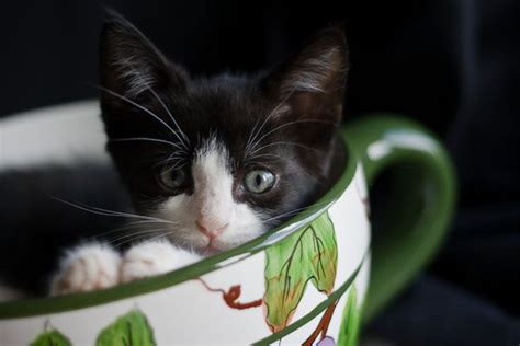 breeds teacup kittens   rare cute