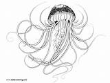 Jellyfish Coloring Pages Drawing Hand Printable Kids Color sketch template