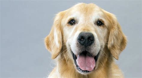 golden retriever dog face photo
