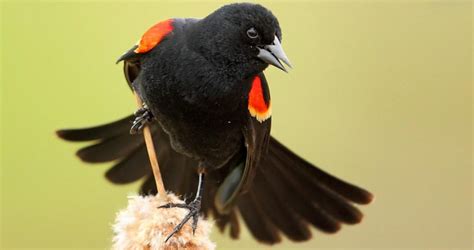 bird   week red winged blackbird huron clinton metroparks
