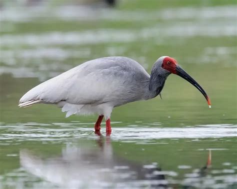 crested ibis facts diet habitat pictures  animaliabio