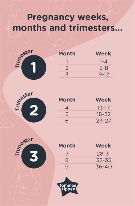 guide  pregnancy trimesters  weeks tommee tippee uk