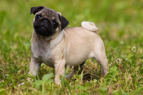 cute pug puppies pictures pictures  animals