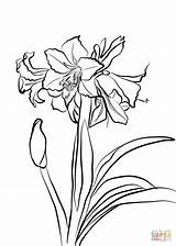 Amaryllis Coloring Pages Hardy Drawing Flower Printable Supercoloring Line Coloringbay Colorear Getdrawings Choose Board sketch template