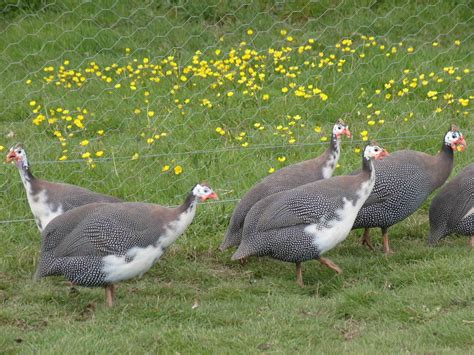 rearing incubation  brooding guinea fowl  poultry guide