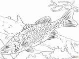 Coloring Bass Fish Pages Guadalupe Fishing Walleye Freshwater Largemouth Trout Spotted Striped Drawing Printable Kids Basses Brook Arapaima Big Color sketch template
