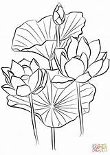 Lotus Coloring Pages Nelumbo Flower Drawing Mandala Flowers Color Nucifera Sacred Printable sketch template